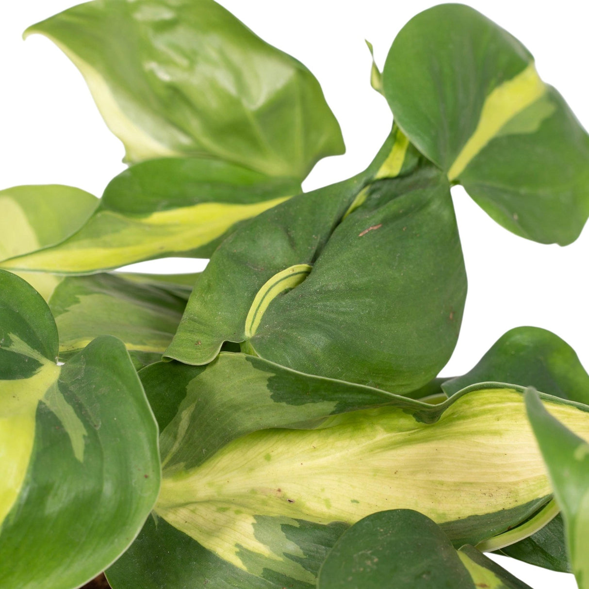 Livraison plante Philodendron Scandens Brasil - h15cm, Ø12cm - plante tombante
