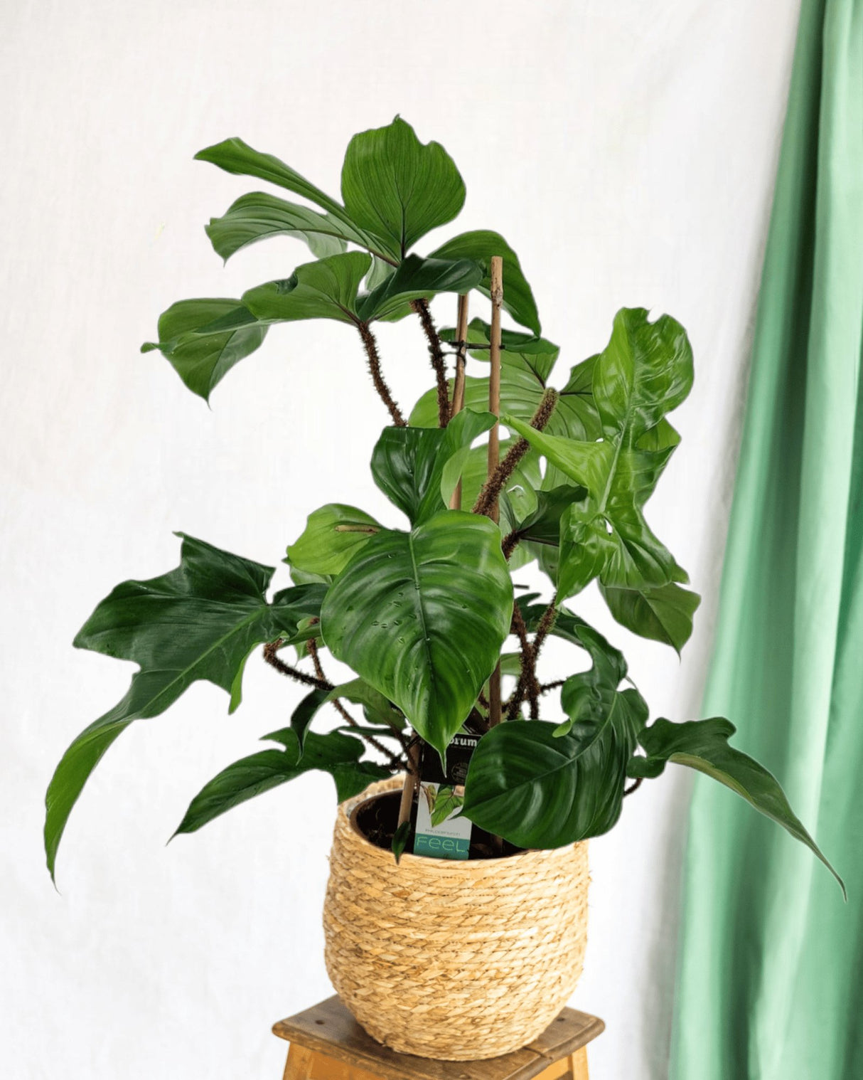 Livraison plante Philodendron Squamiferum Pyramide