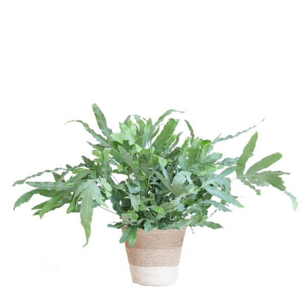 Livraison plante Phlebodium Aureum 'Blue Star' et son pot