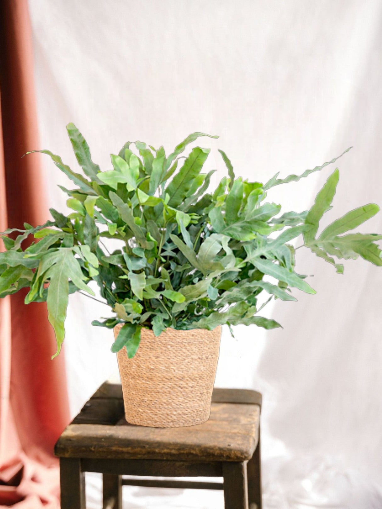 Livraison plante Phlebodium Aureum 'Blue Star' et son pot