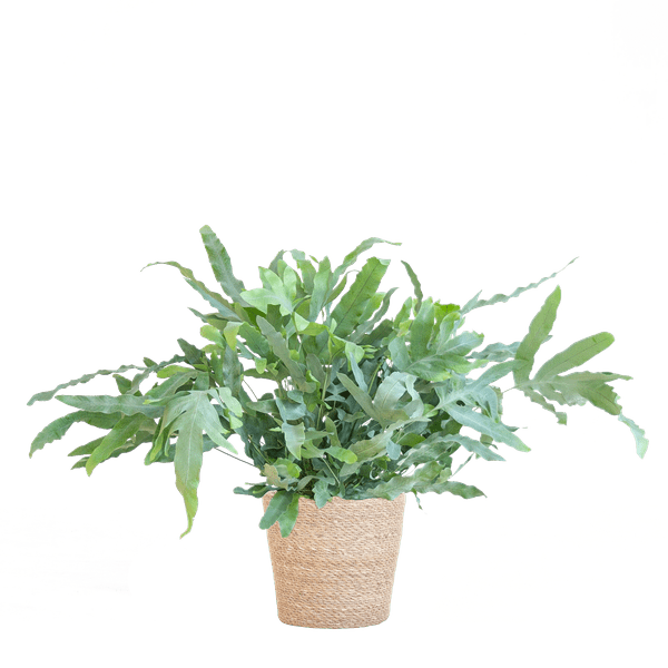 Livraison plante Phlebodium Aureum 'Blue Star' et son pot