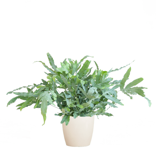 Livraison plante Phlebodium Aureum 'Blue Star' et son pot