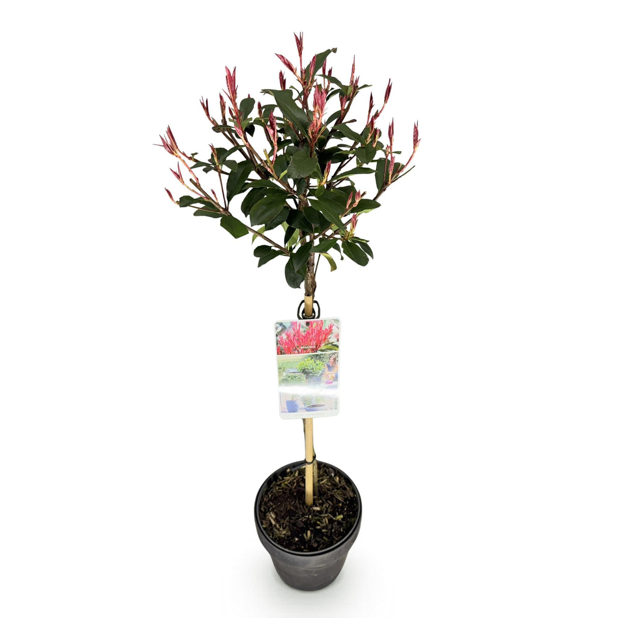 Livraison plante Photinia fraseri Carre Rouge – Pot 19 cm – Hauteur 90 cm