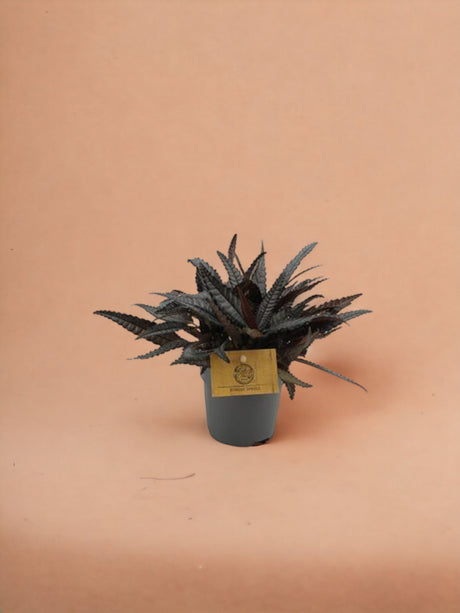 Livraison plante Pilea Hitchcockii