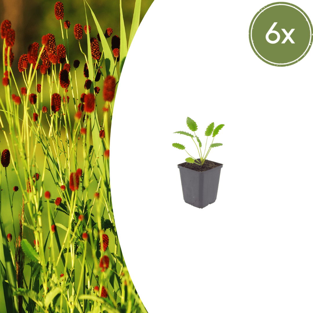 Livraison plante Pimprenelle officinale Tanna