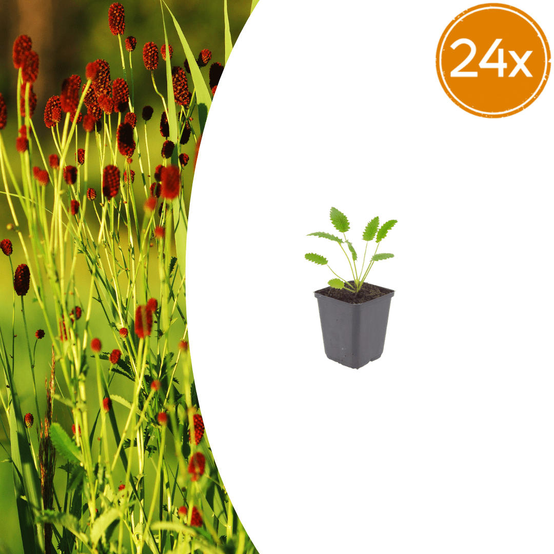 Livraison plante Pimprenelle officinale Tanna