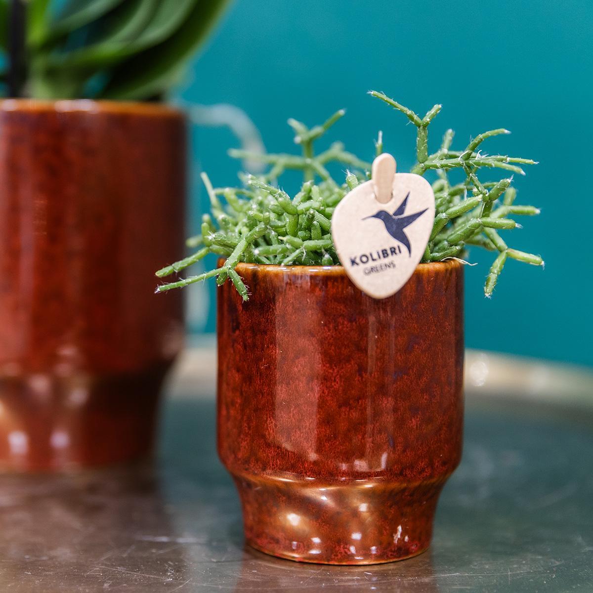 Livraison plante Pot Décoratif Céramique Classy Red