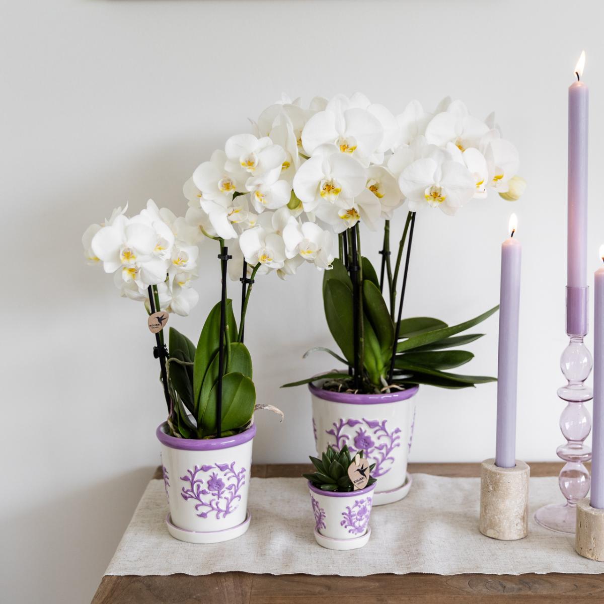 Livraison plante Pot décoratif Malaga Lilas