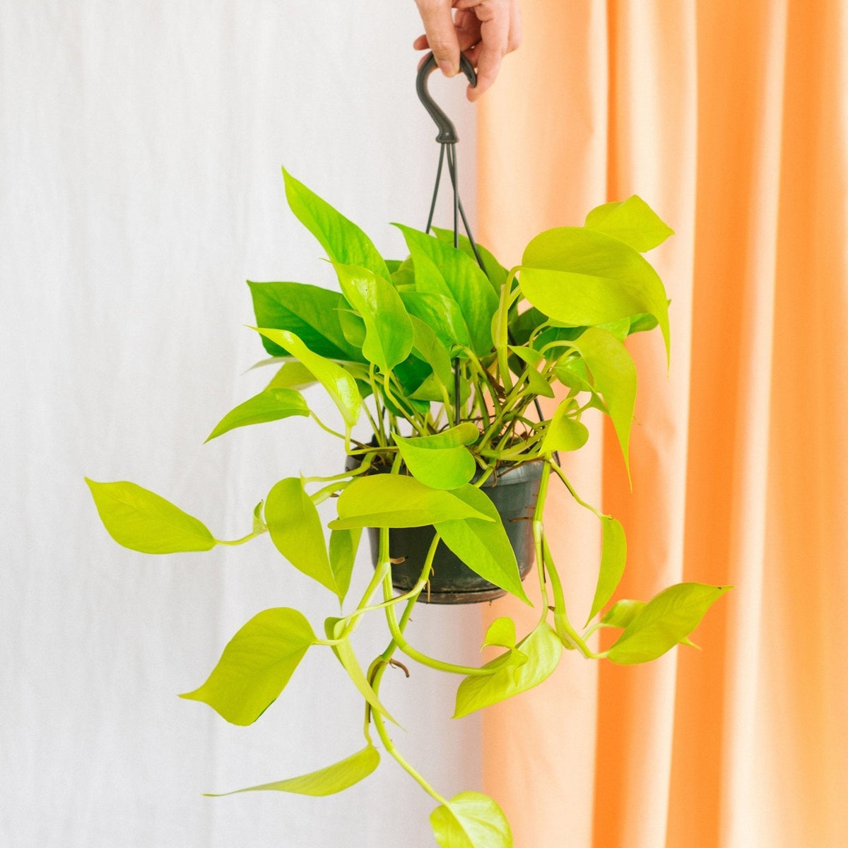 pothos neon cuidados Pothos scindapsus Gold Planta caída fácil de colgar