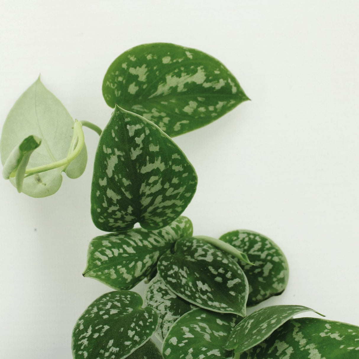 Livraison plante Pothos Scindapsus Pictus Epipremnum h25cm