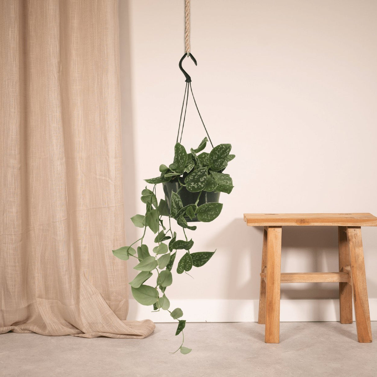 Livraison plante Pothos Scindapsus Pictus Epipremnum h25cm
