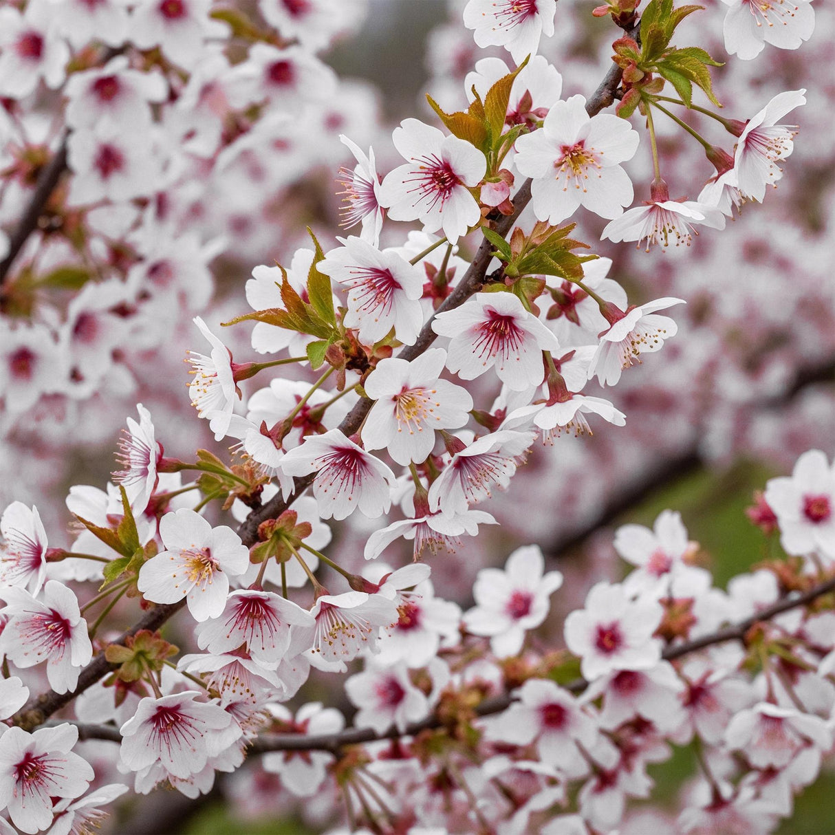 Livraison plante Prunus incisa Koujou - no - mai – Pot 19 cm – Hauteur 90 cm