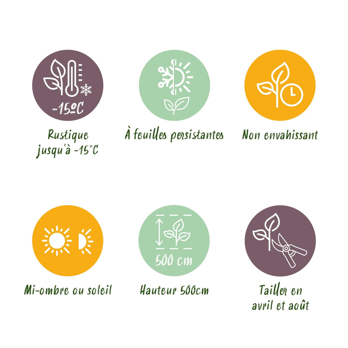 Livraison plante Prunus laurocerasus Caucasica – Lot de 8 – Hauteur 30 - 35 cm