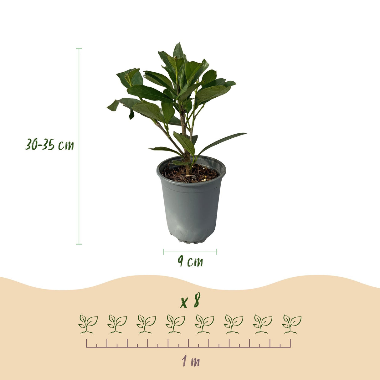 Livraison plante Prunus laurocerasus Caucasica – Lot de 8 – Hauteur 30 - 35 cm