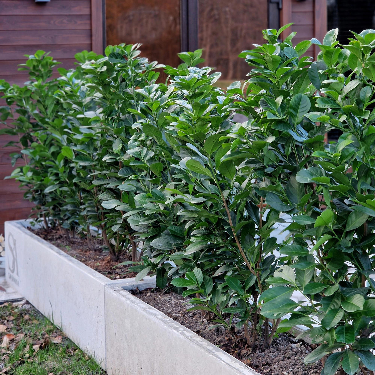 Livraison plante Prunus laurocerasus Etna – Lot de 6 – Hauteur 50 cm