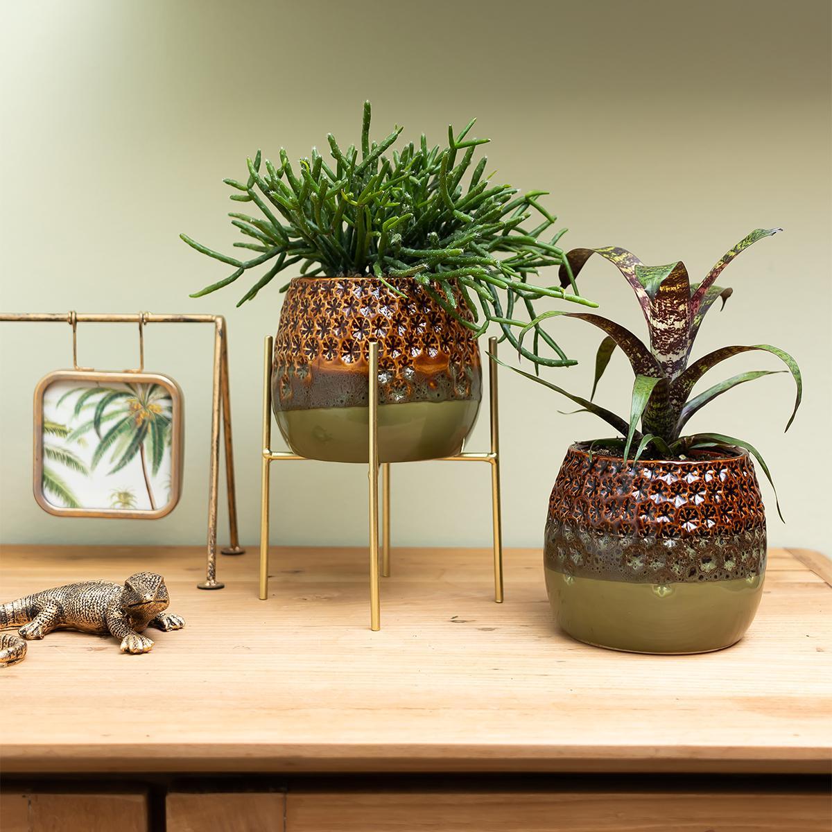 Livraison plante Rhipsalis Burchellii h15cm