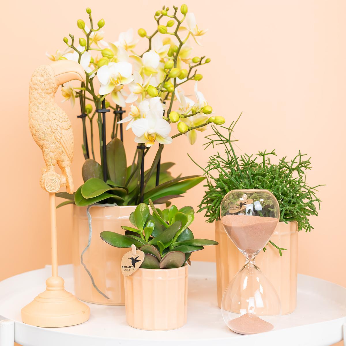 Livraison plante Rhipsalis Cereuscala Gold h7cm