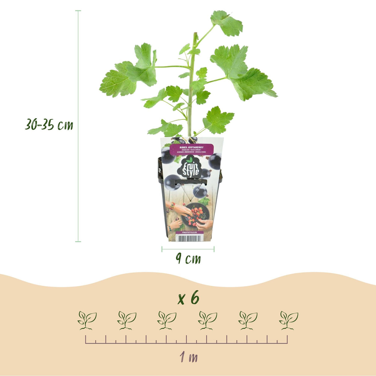 Livraison plante Ribes Jostabes – Lot de 3 – Pot 9 cm