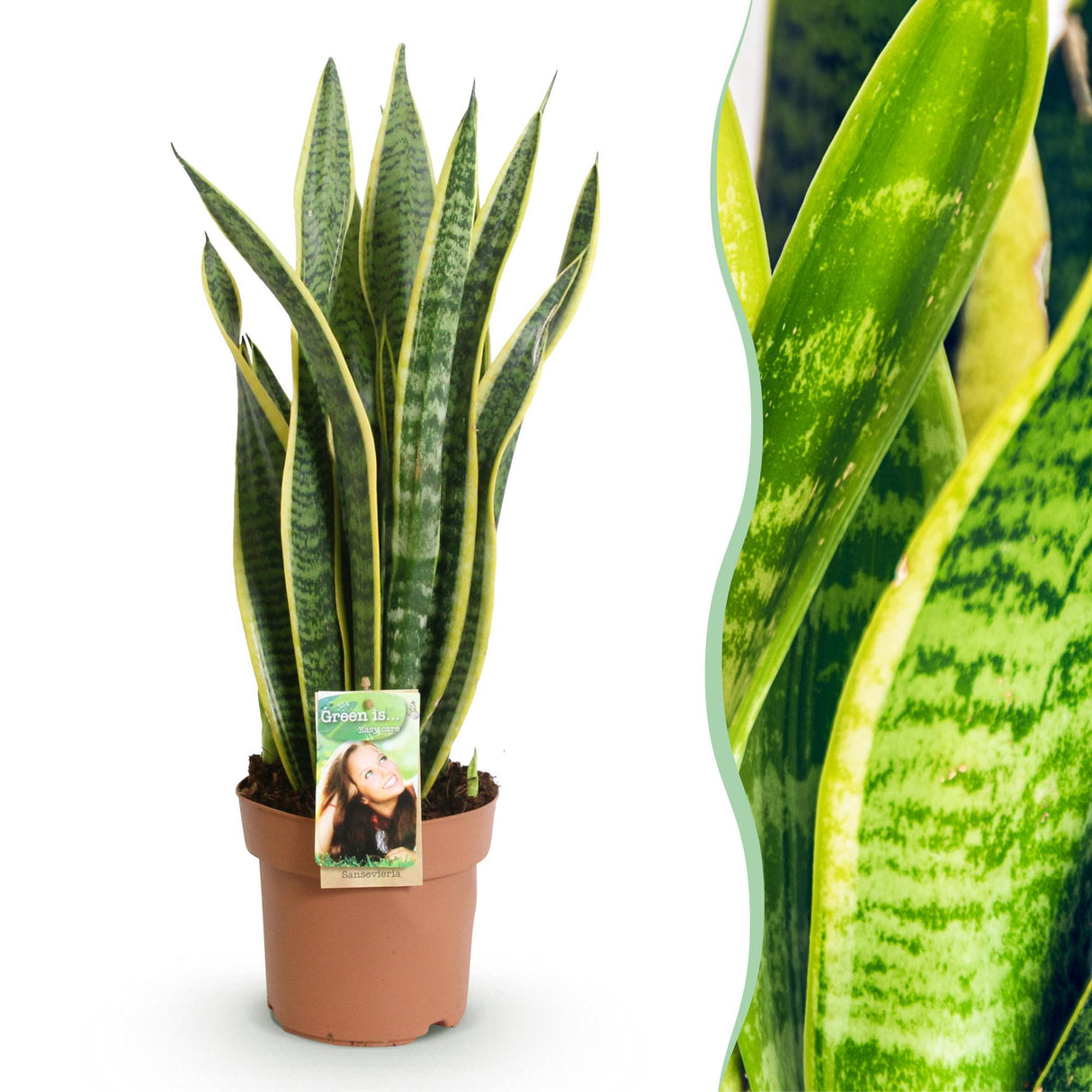 Livraison plante Sansevieria Laurentii