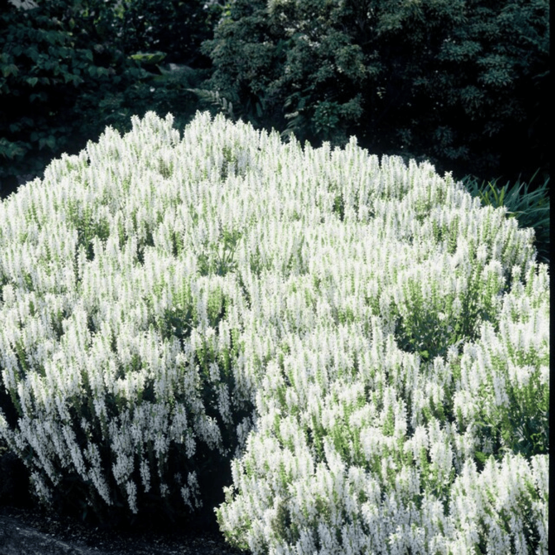 Livraison plante Sauge des bois