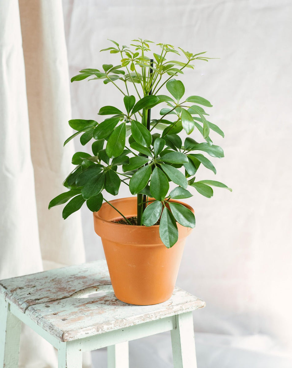 como cuidarla schefflera arboricola Schefflera Arboricola – Planta paraguas de fácil cuidado