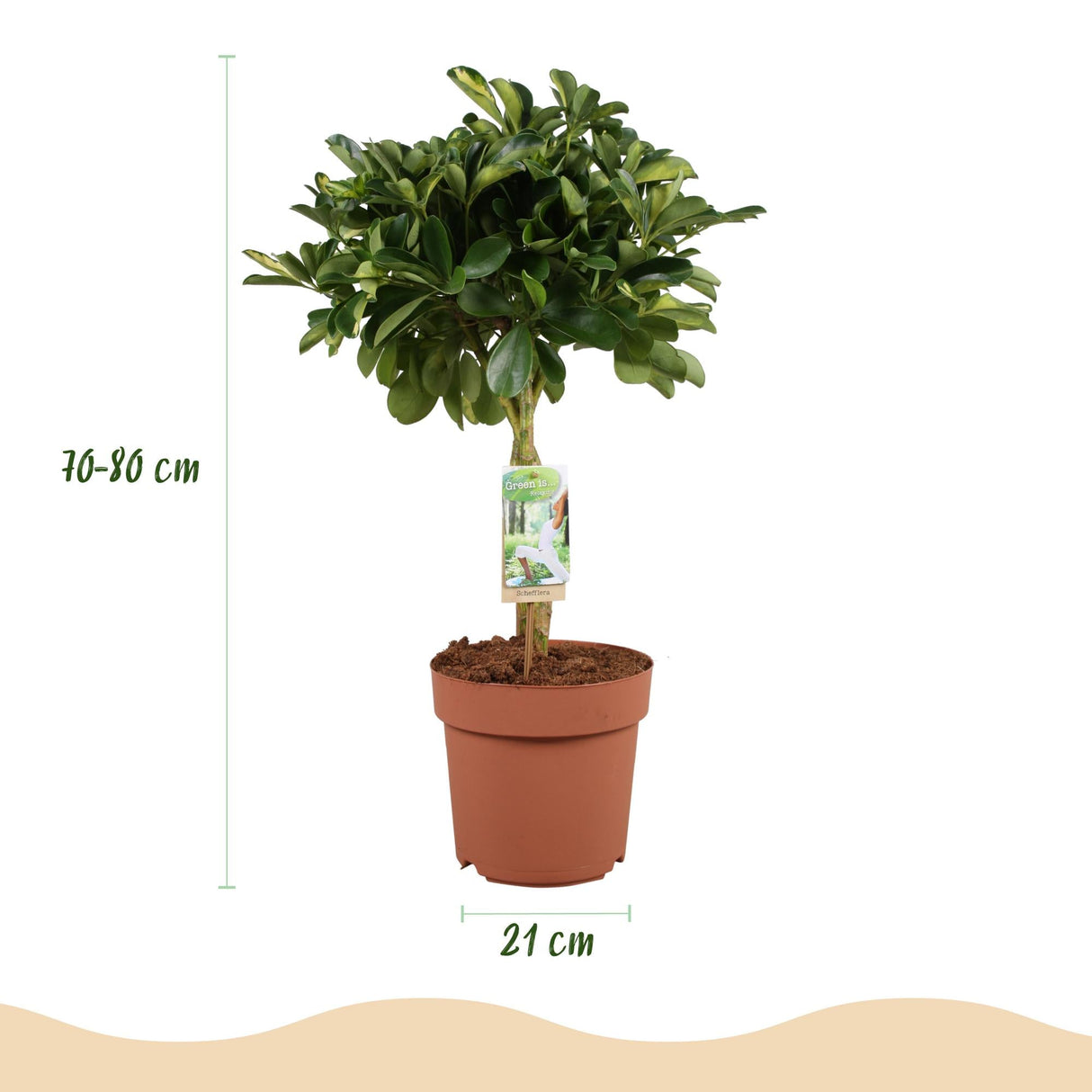Livraison plante Schefflera Gold Capelle