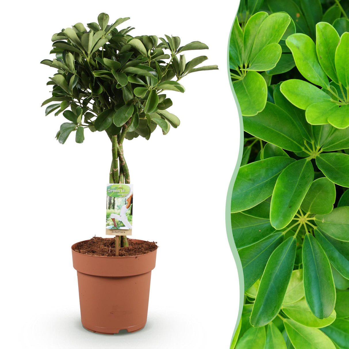 Livraison plante Schefflera Nora