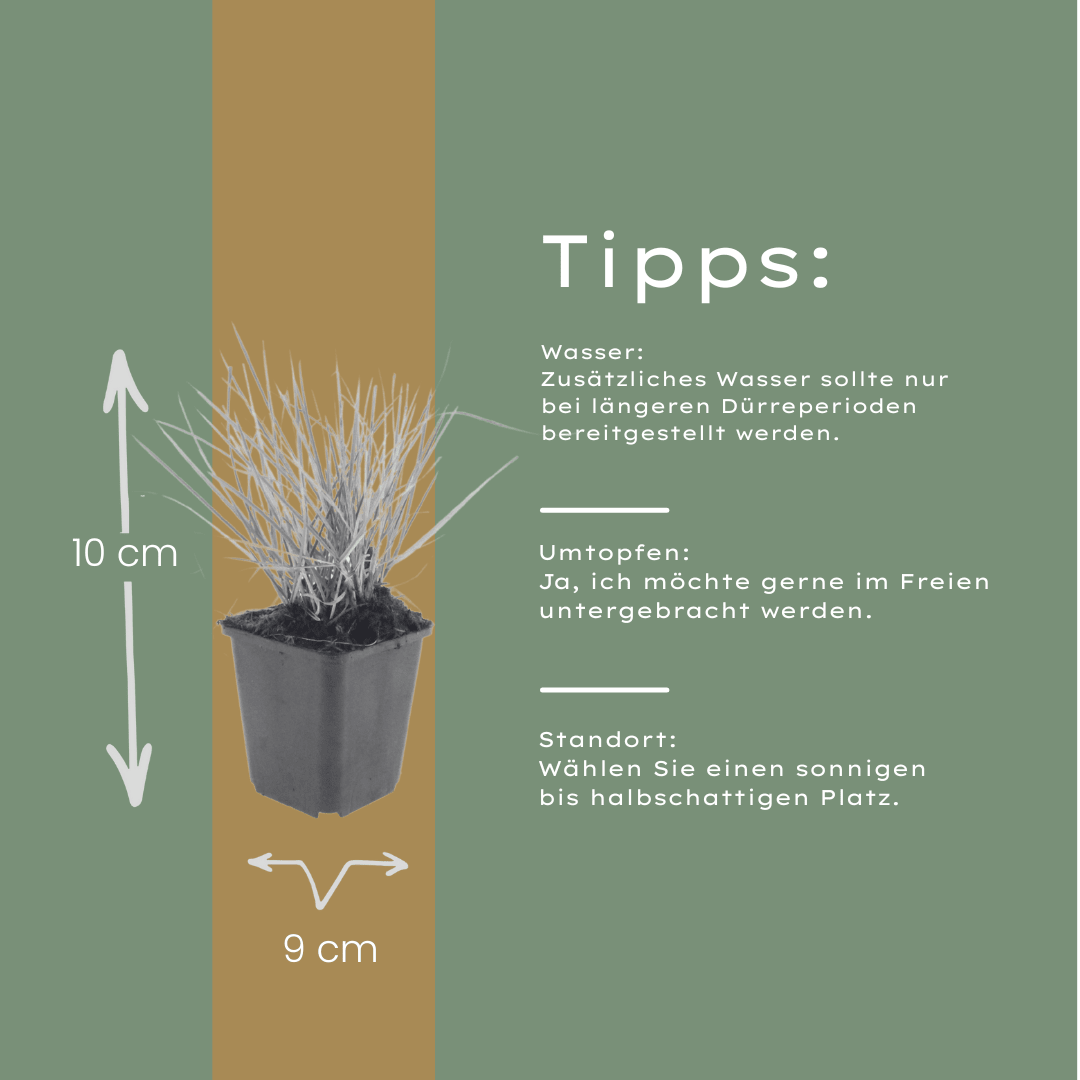 Livraison plante Sesleria autumnalis