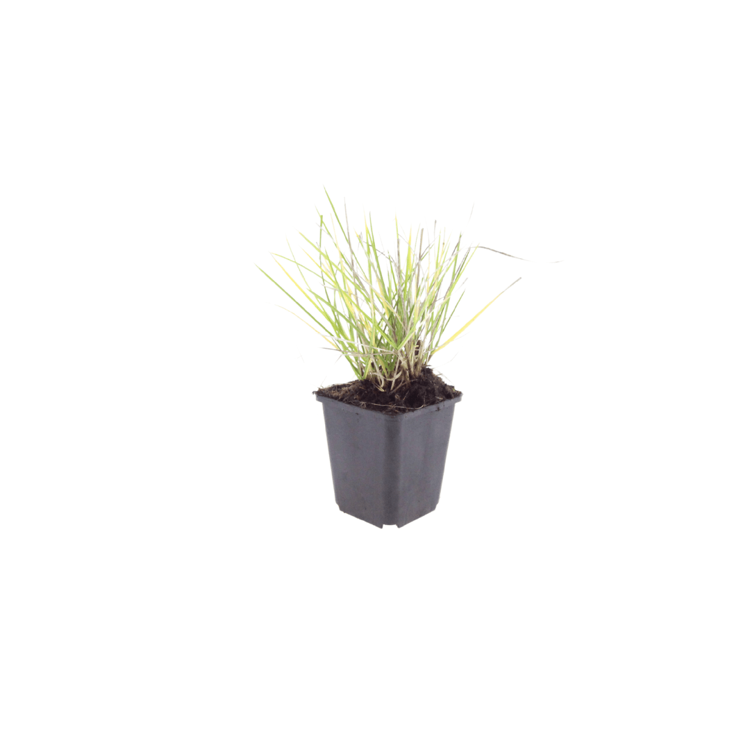 Livraison plante Sesleria autumnalis
