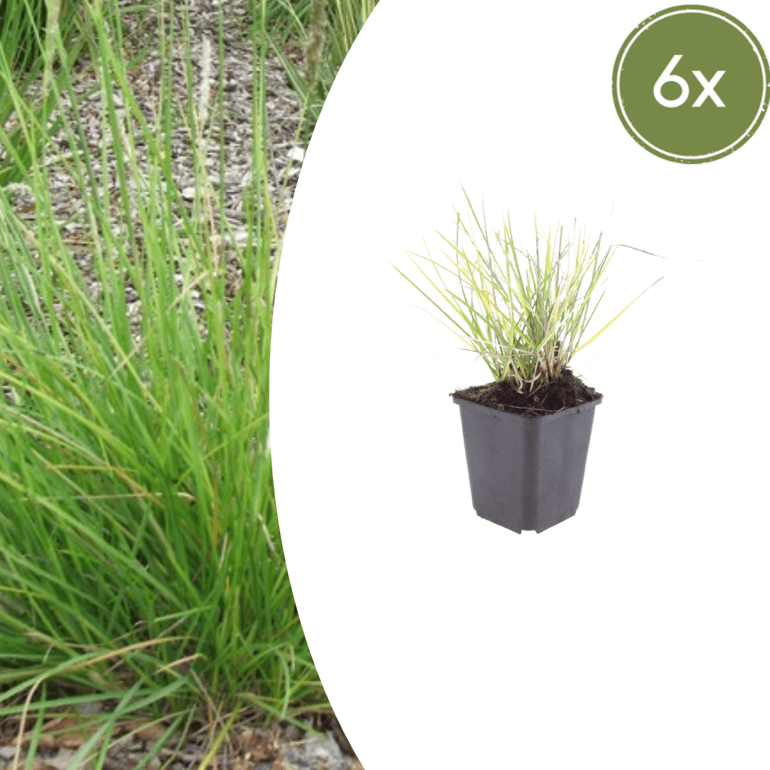 Livraison plante Sesleria autumnalis