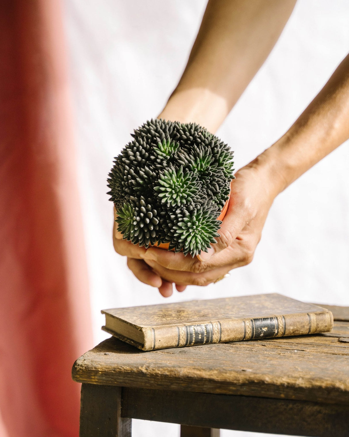 Livraison plante Sinocrassula Yunnanensis