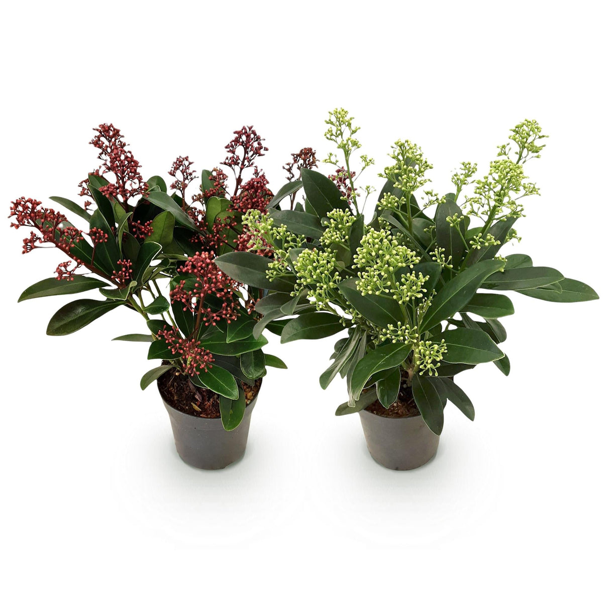 Livraison plante Skimmia japonica Duo – Lot de 2 – Pot 10,5 cm