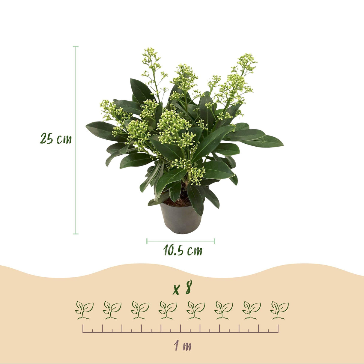 Livraison plante Skimmia japonica Finchy – Lot de 2 – Pot 10,5 cm