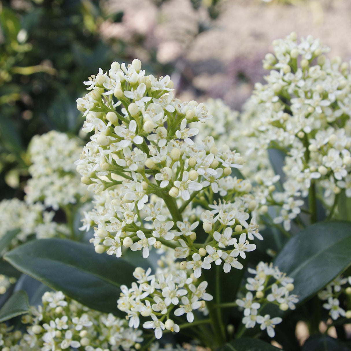 Livraison plante Skimmia japonica Finchy – Lot de 2 – Pot 15 cm