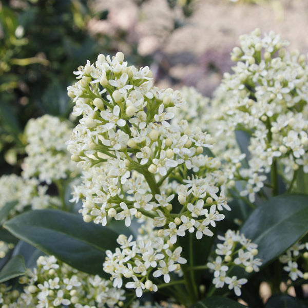 Livraison plante Skimmia japonica Finchy – Lot de 2 – Pot 15 cm