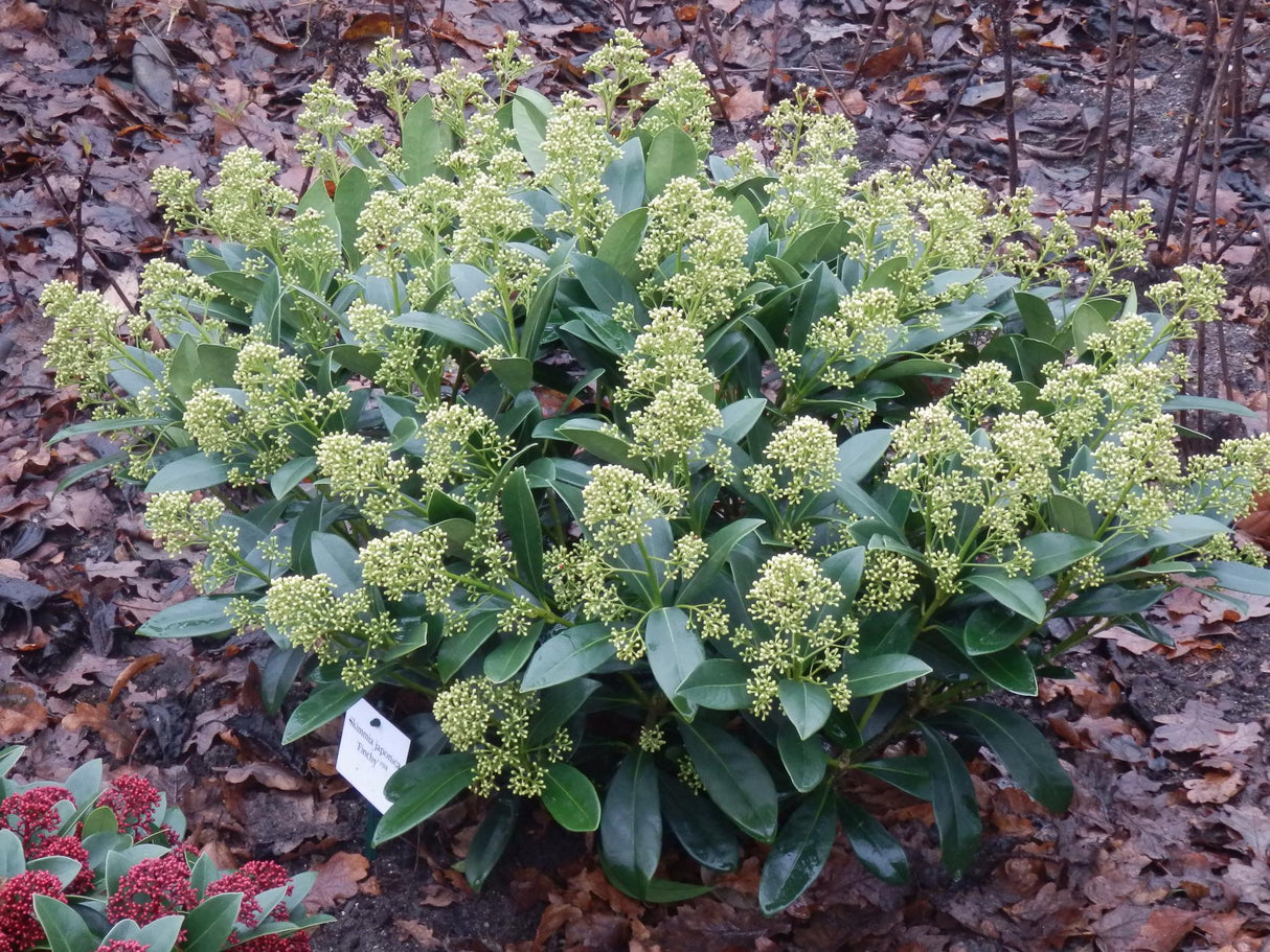 Livraison plante Skimmia japonica Finchy – Pot 19 cm – Hauteur 60 cm