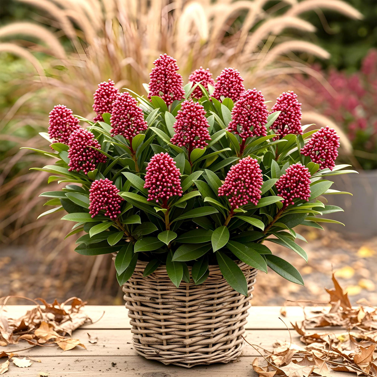 Livraison plante Skimmia japonica Rubella – Lot de 2 – Pot 15 cm