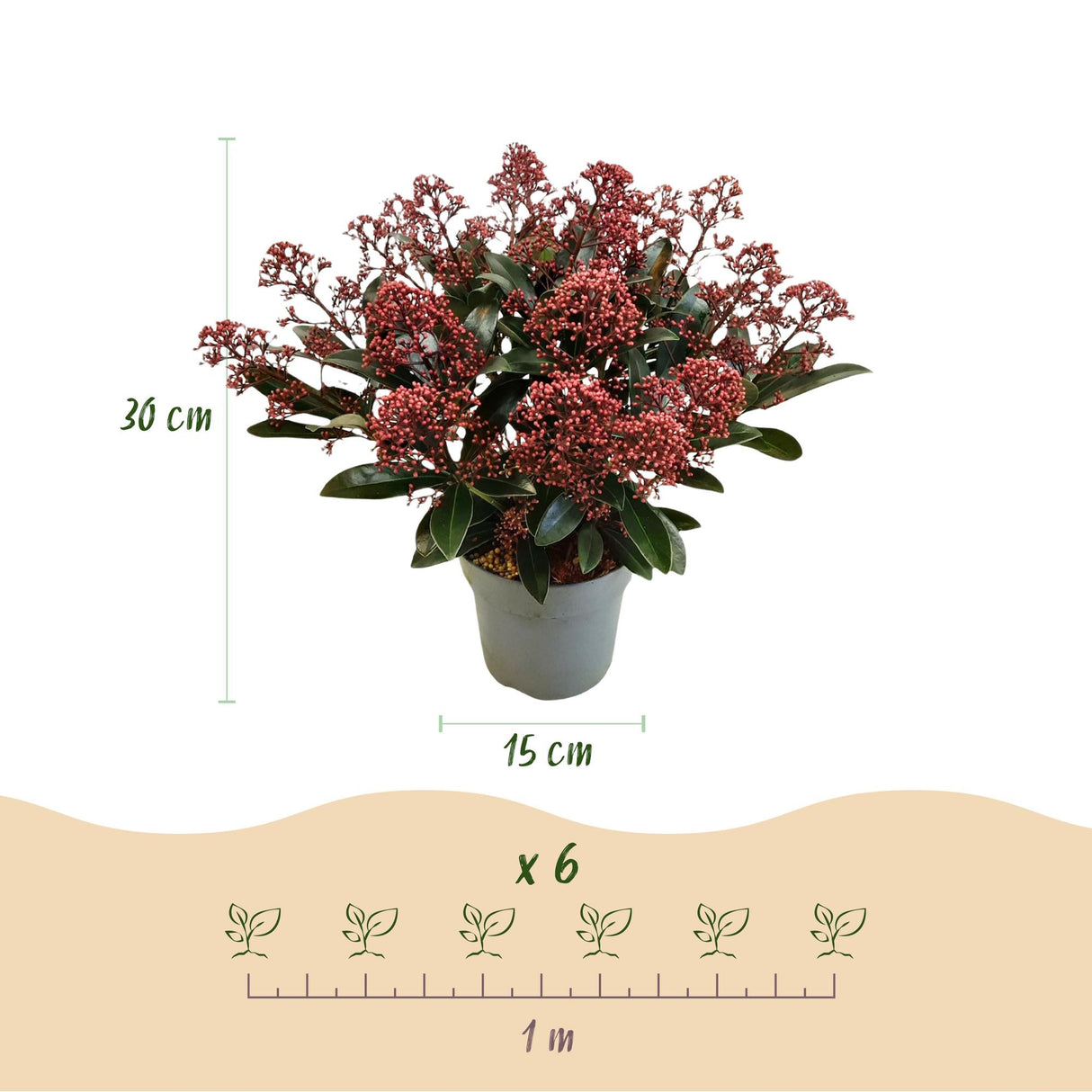 Livraison plante Skimmia japonica Rubella – Lot de 2 – Pot 15 cm