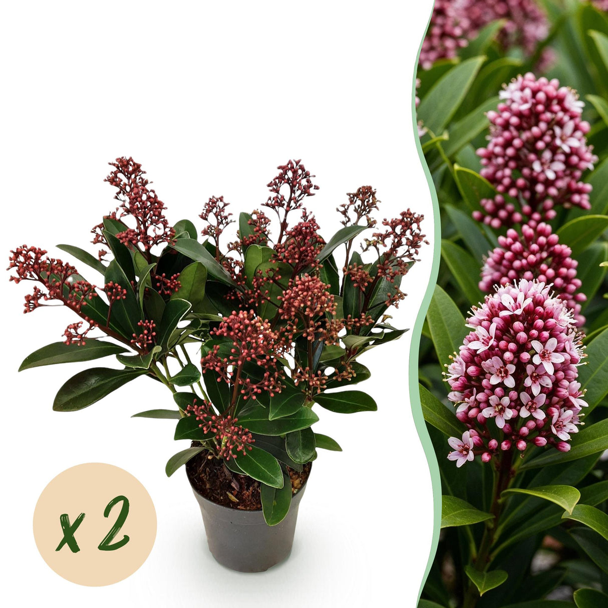Livraison plante Skimmia japonica Rubella x2