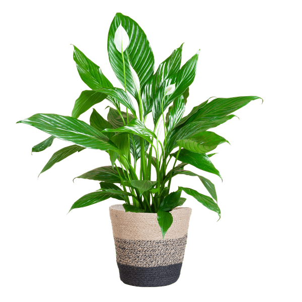 Livraison plante Spathiphyllum et son pot