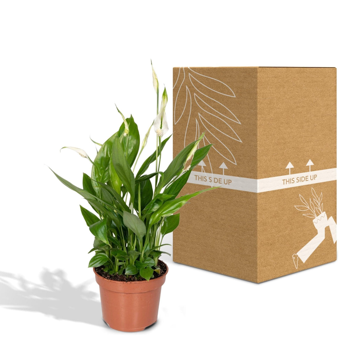 Livraison plante Spathiphyllum h45cm