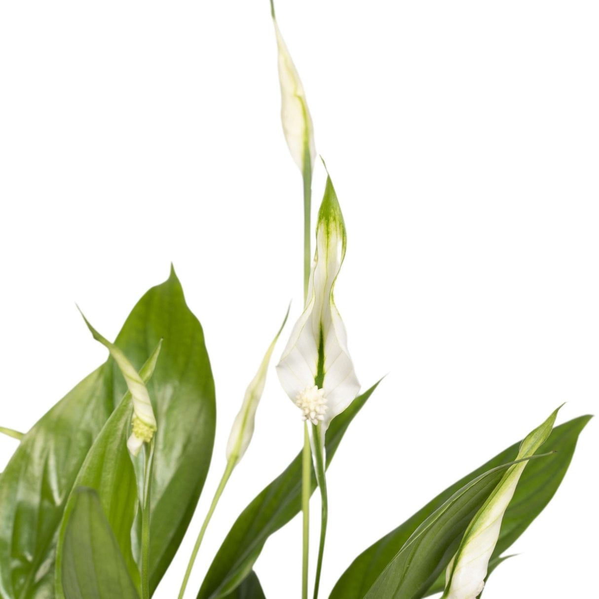 Livraison plante Spathiphyllum h45cm