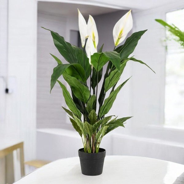 Livraison plante Spathipyllum - fleur de lune artificiel