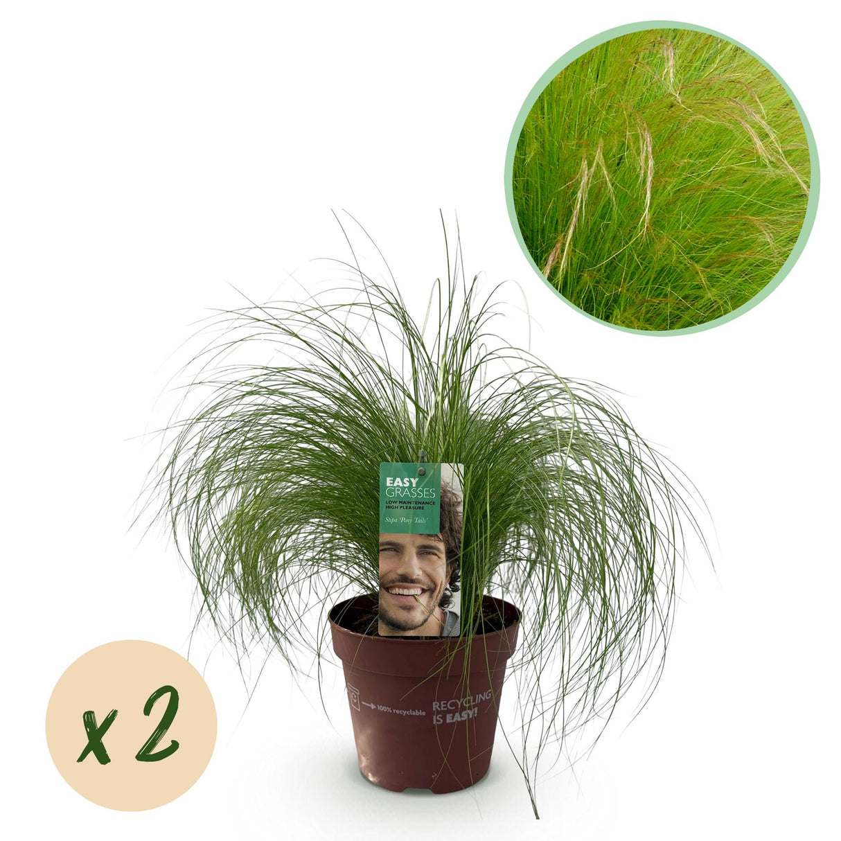 Livraison plante Stipa tenuifolia Pony Tails – Pot 17 cm – Hauteur 50 cm