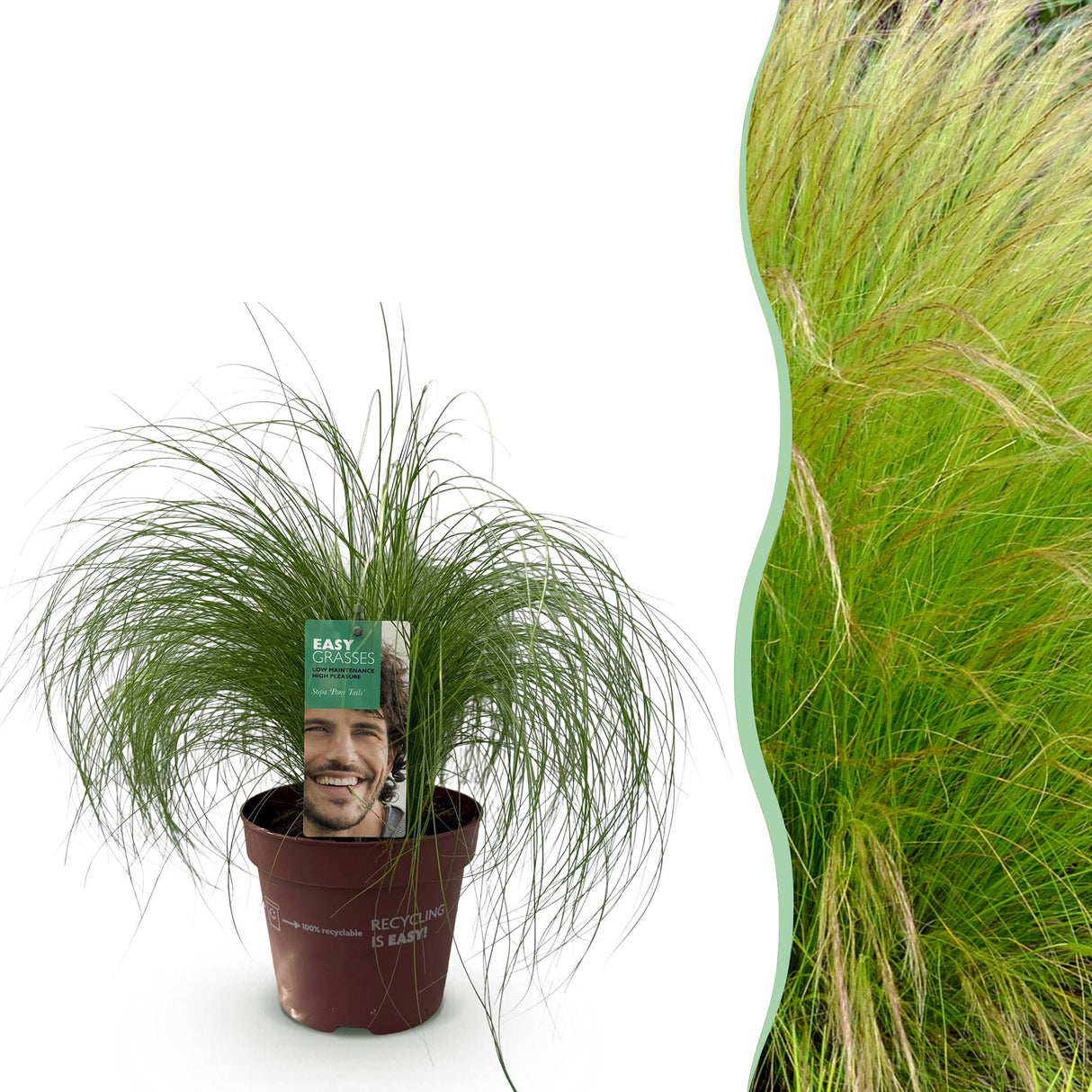 Livraison plante Stipa tenuifolia Pony Tails – Pot 17 cm – Hauteur 50 cm