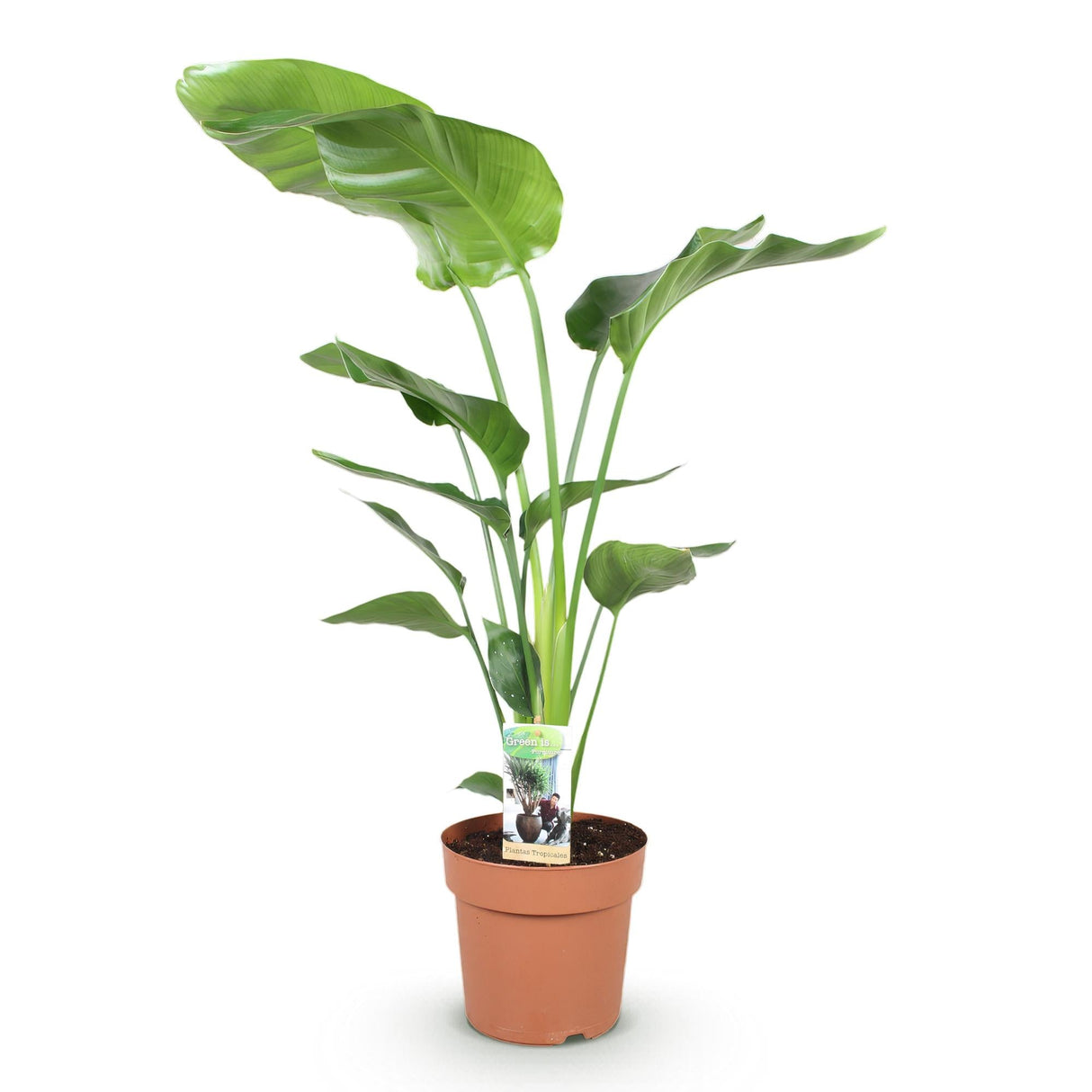 Livraison plante Strelitzia Nicolai