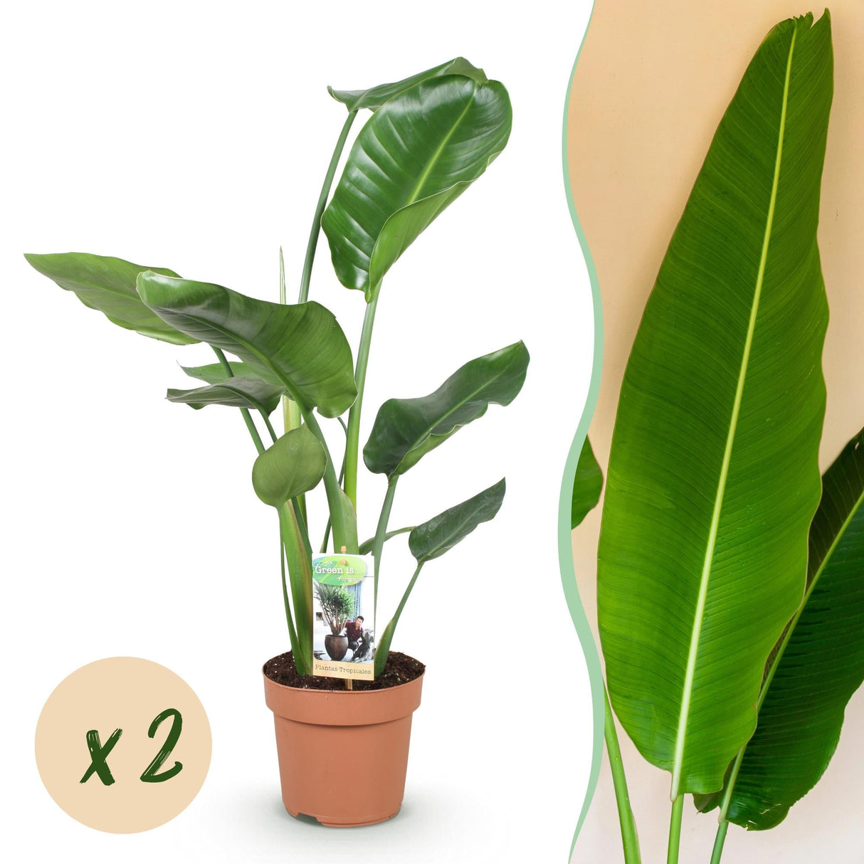 Livraison plante Strelitzia Nicolai – Lot de 1