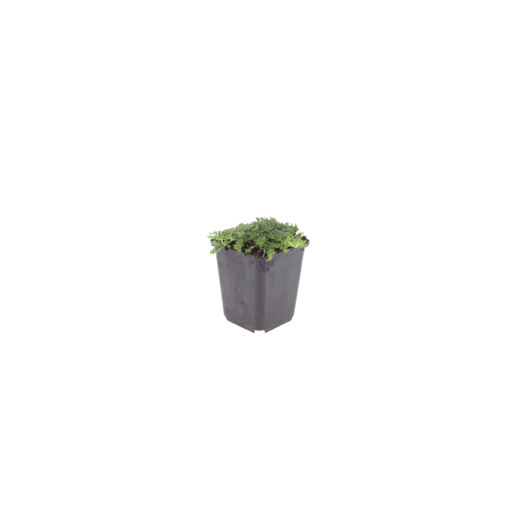 Livraison plante Thym blanc