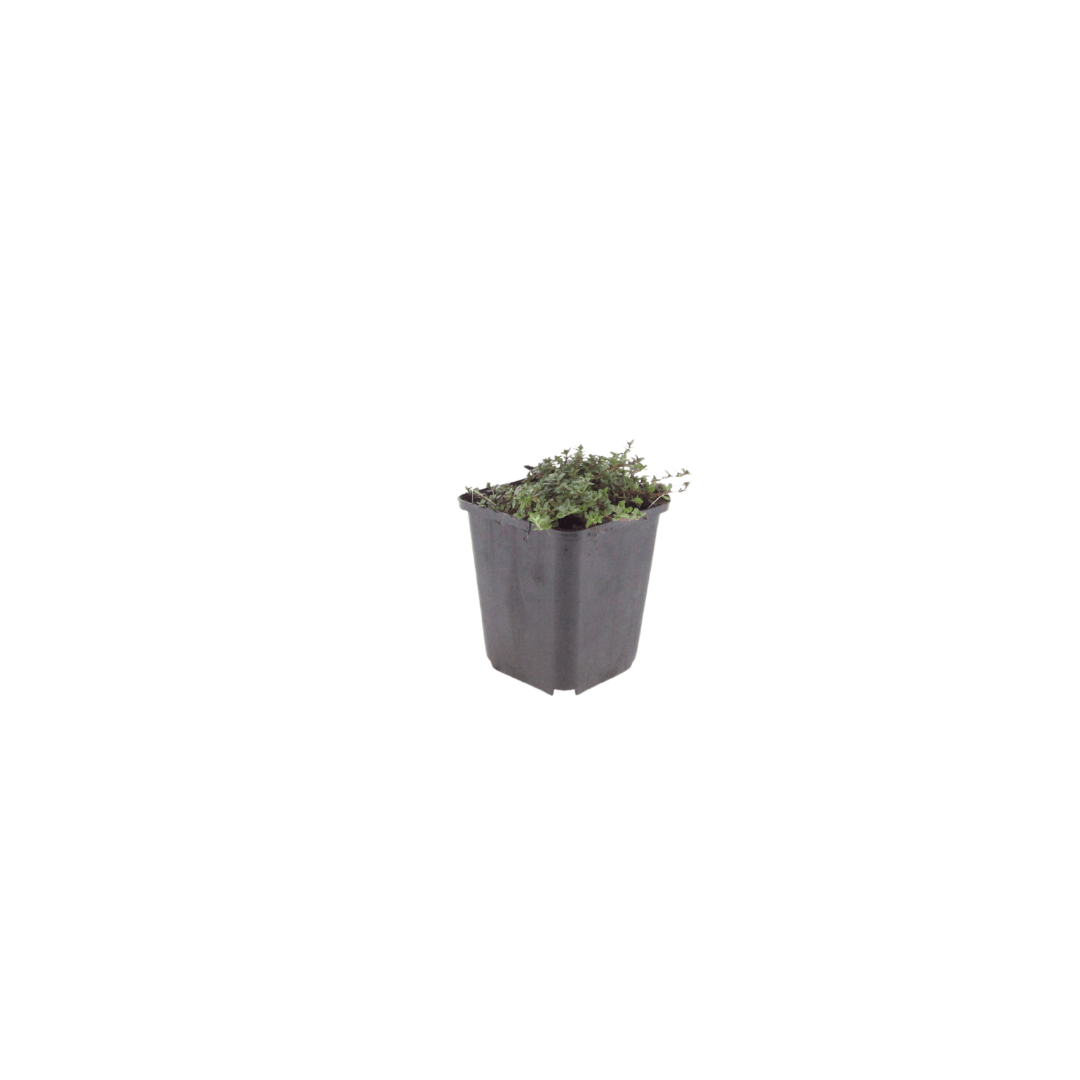 Livraison plante Thym coccineus