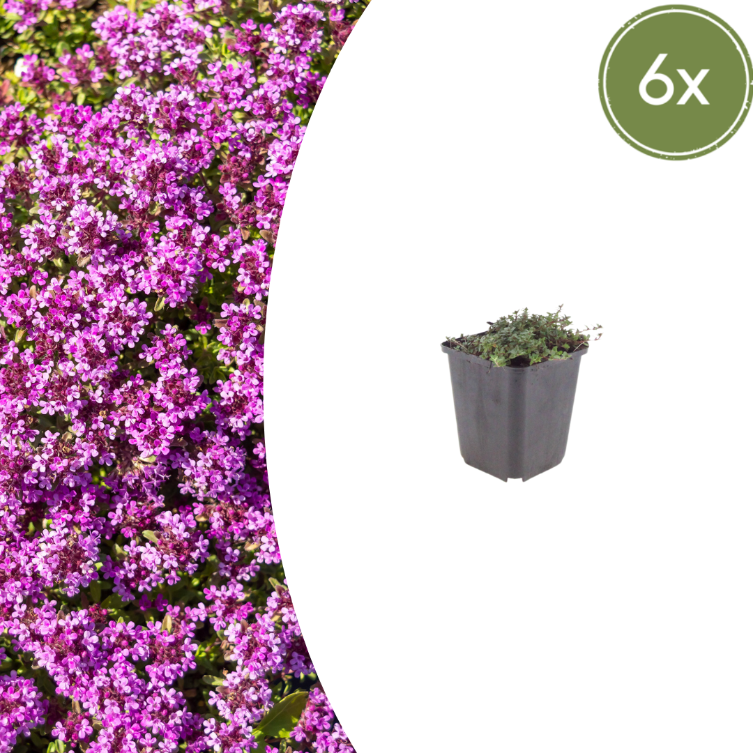 Livraison plante Thym coccineus